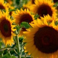 Pilar Sunflower