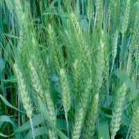 Victorino Soft Wheat
