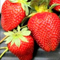 Fresas Widia — Sumtallfer, S.L.