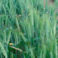 Cartaya Soft Wheat